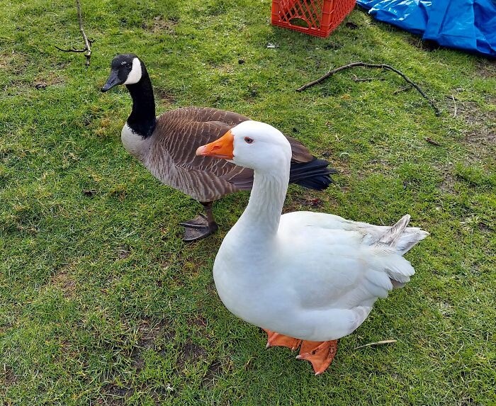A white goose and a Canadian goose standing on green grass, embodying life on a farm for city kids.