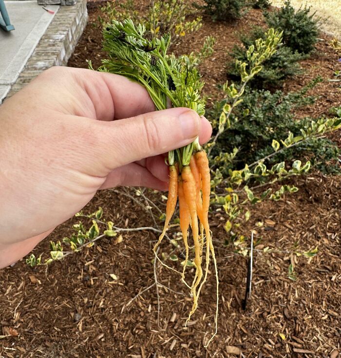 A hand holds a tiny bunch of freshly pulled carrots, highlighting the realities of farm life.