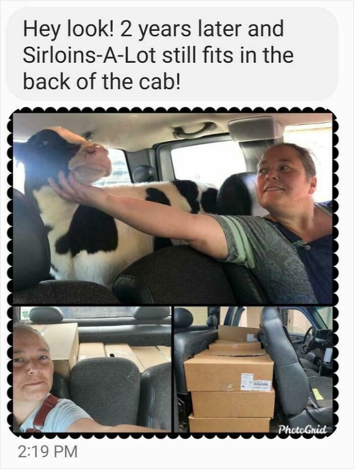 A person lovingly pets a calf in a car, with additional images of boxes in the same space. A funny farm moment!