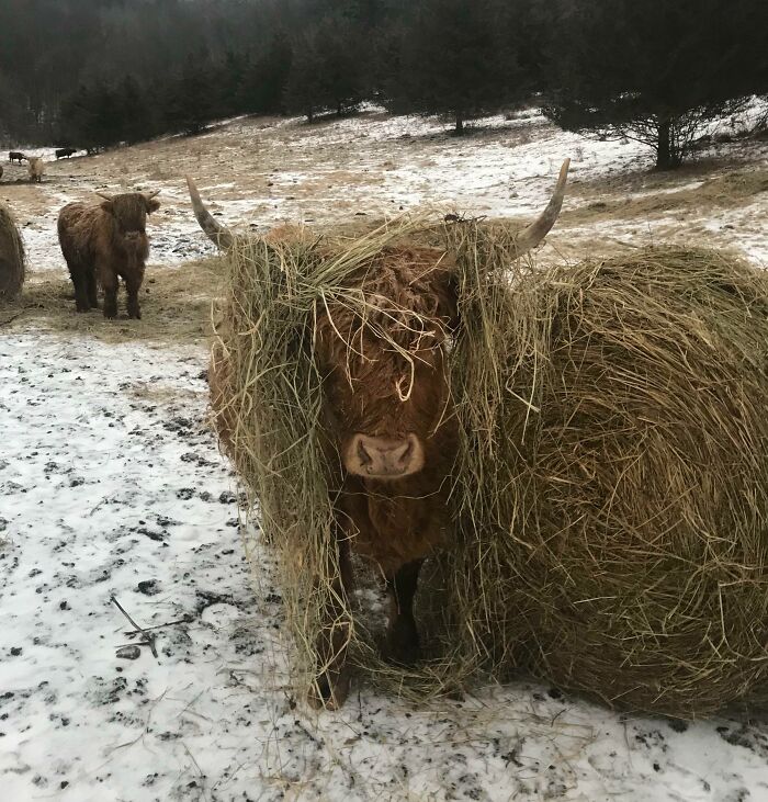 A shaggy Highland cow with horns, partly covered in hay, on a snowy farm field. Live on a farm, they said.