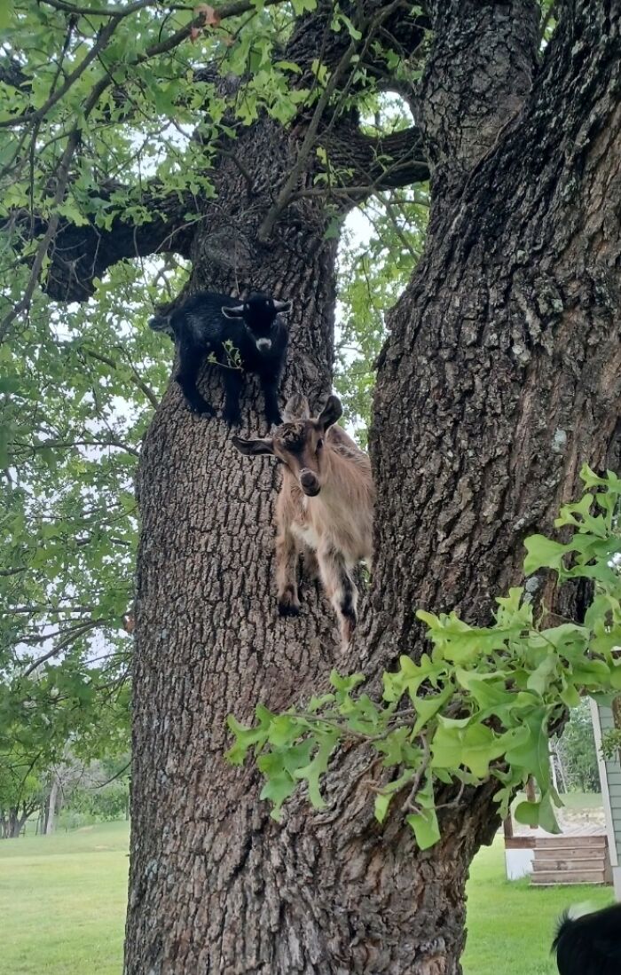 Two goats, one black and one brown, surprisingly perched high in a tree, an unusual sight on a farm.