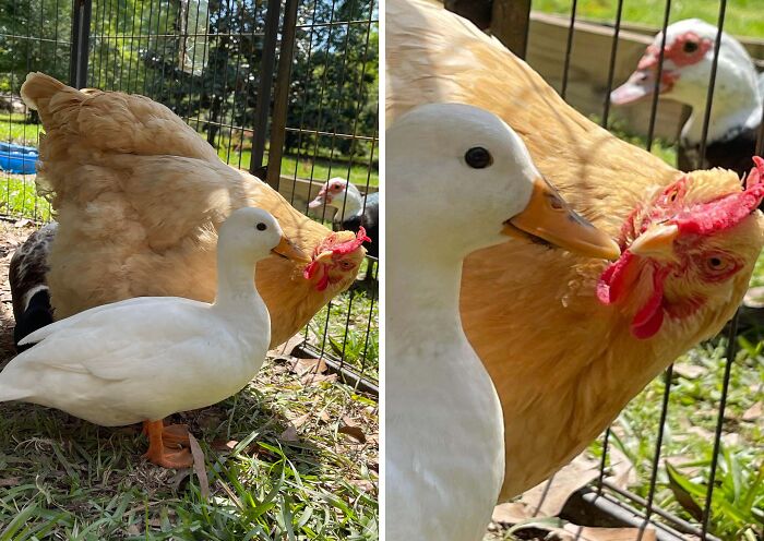 A small white duck beside a large brown chicken, with another duck in the background. Life on a farm.
