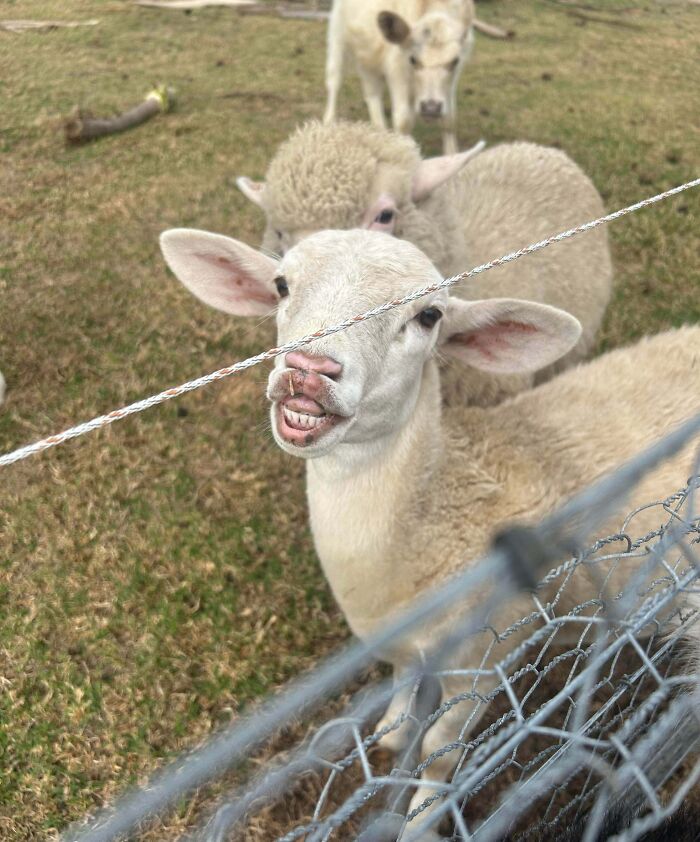 A sheep seemingly smiling at the camera through a fence, with other sheep and a cow in the background. Live on a farm, they said.