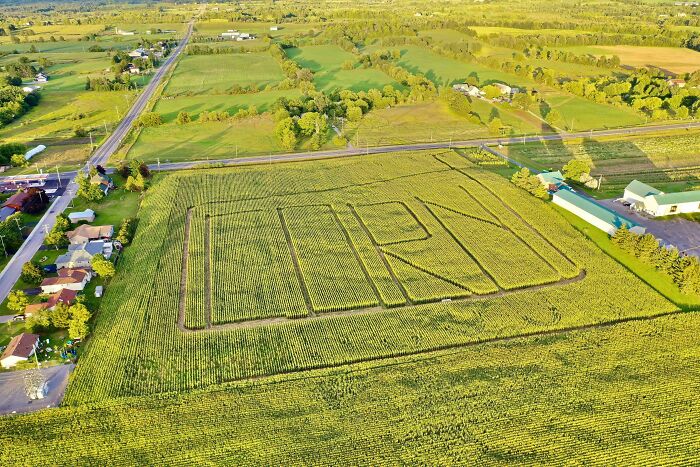 Aerial view of a farm cornfield with "OPEN" carved into it, surrounded by homes and roads, showing rural life.