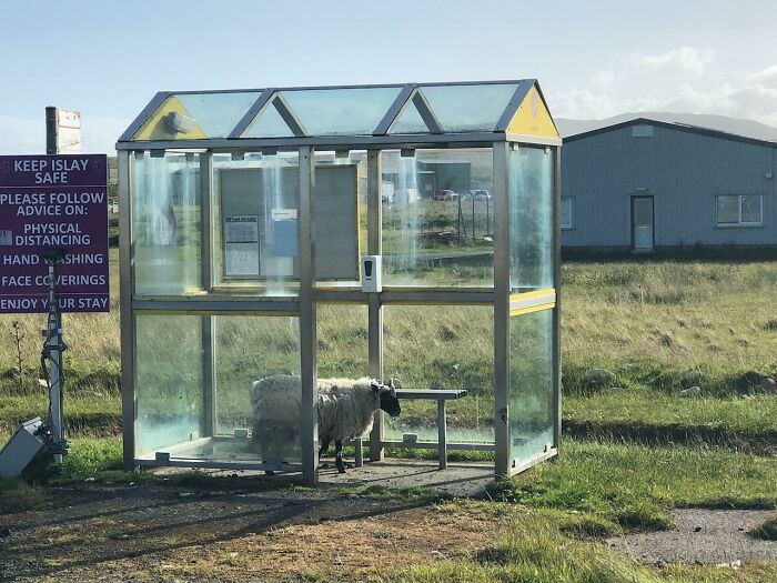 A sheep stands in a glass bus shelter by a sign that says "Keep Islay Safe." Life on a farm is full of surprises.