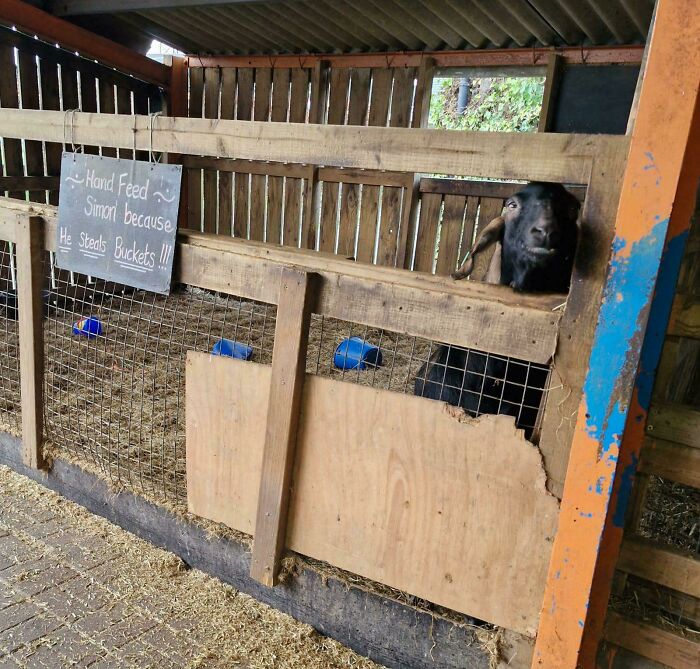 A funny sign in a wooden pen says, "Hand Feed Simon because He Steals Buckets!!!" A black goat peeks over the fence, embodying "Live On A Farm."