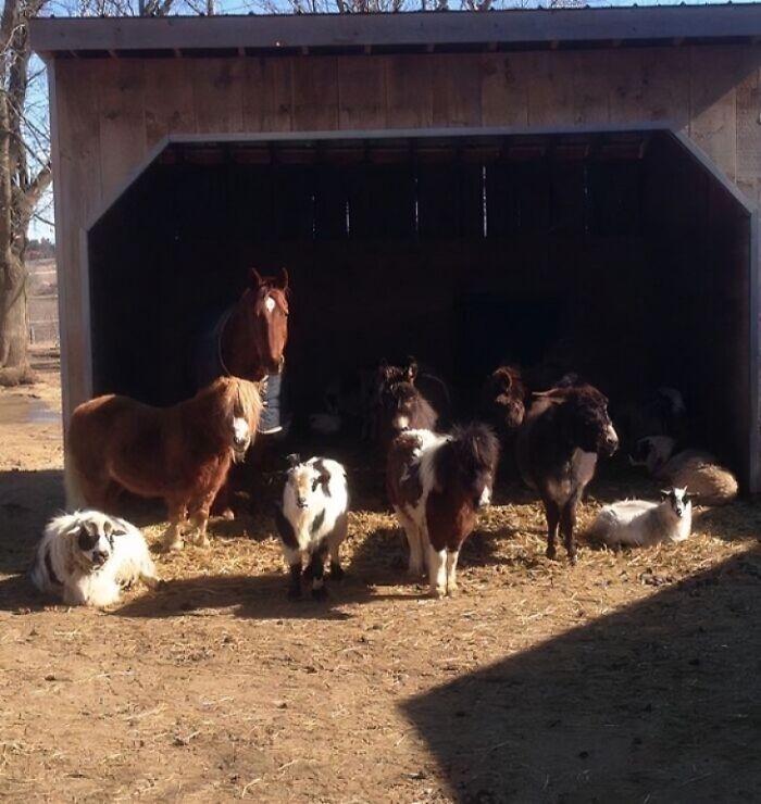 A group of farm animals, including a horse, donkeys, ponies, a goat, and a dog, outside a wooden barn. Live on a farm, they said.