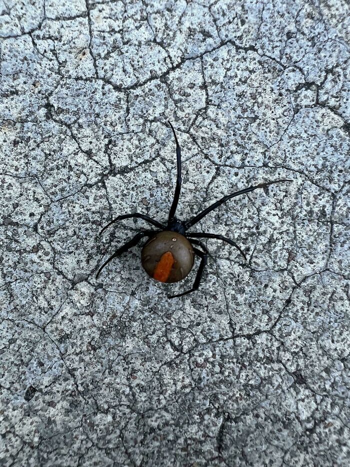 A redback spider, an Aussie arachnid, on a cracked concrete surface, part of interesting posts.