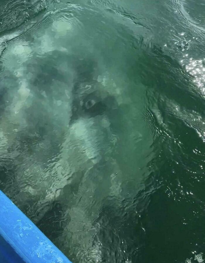 Uncomfortable water pics of dark shapes lurking beneath the rippling surface of green water near a blue boat hull.