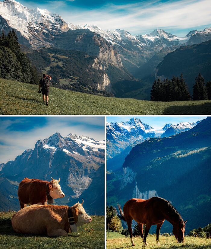 Breathtaking travel photos showcasing majestic mountains, a lone hiker, grazing cows, and a horse in beautiful landscapes.