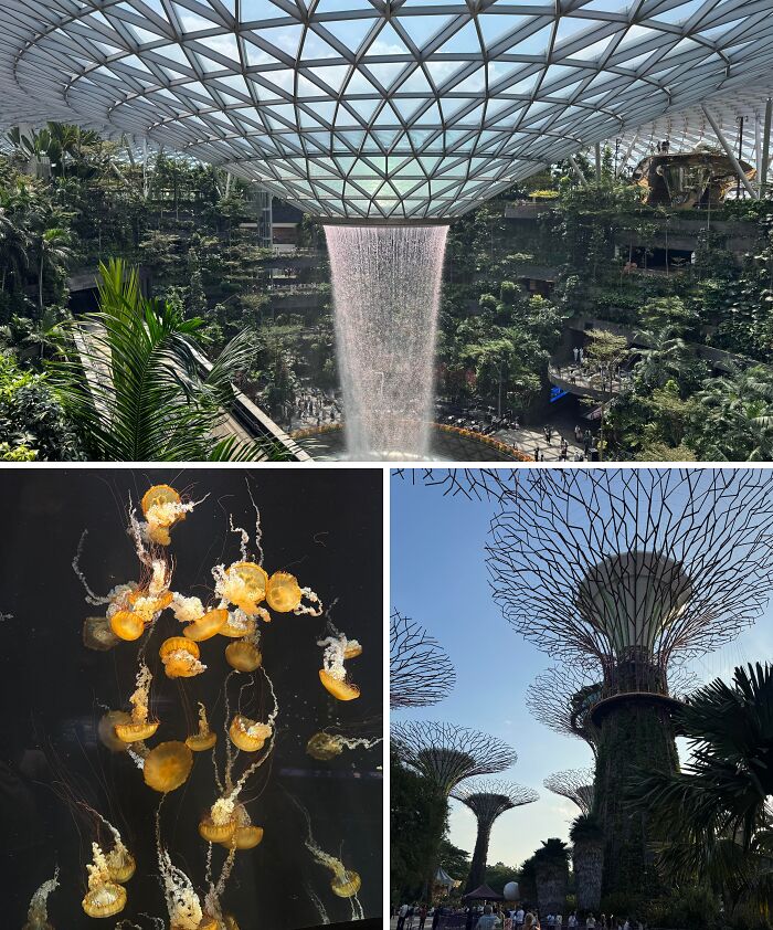 Breathtaking travel photos showcasing the stunning Jewel Changi Airport waterfall, vibrant jellyfish, and Singapore's Supertrees.
