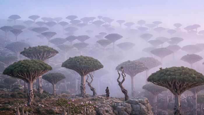 Unbelievable photos: Dragon's Blood trees in a misty, alien-like landscape. A person stands amidst the unique trees.
