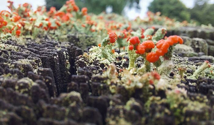 Unbelievable photos of vibrant red fungi and green lichen on dark wood, feeling like a glimpse into another universe.