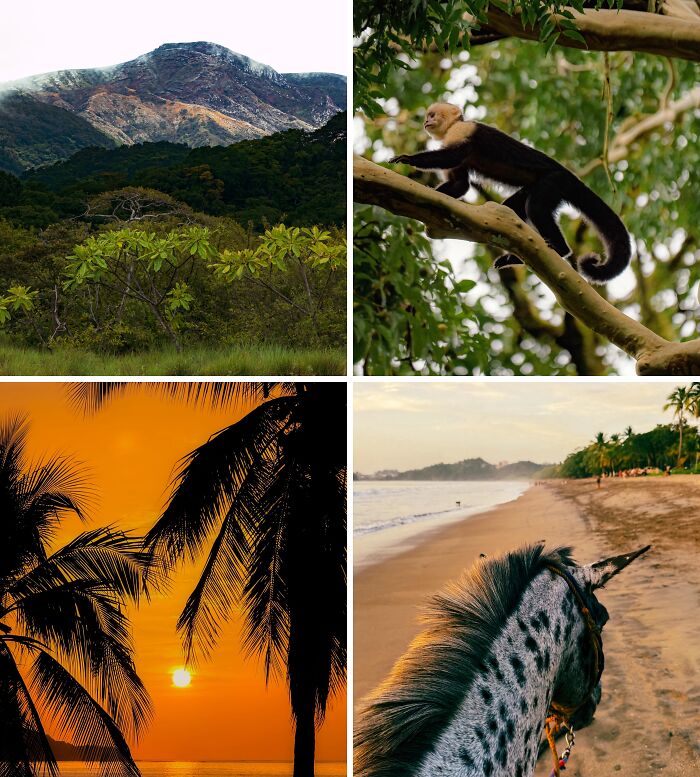 Four breathtaking travel photos: mountains, a monkey, a sunset with palm trees, and a horse on a beach. The world is beautiful.