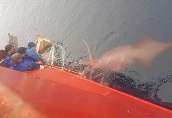 Fishermen on a red boat beside a colossal squid in the water. Uncomfortable water pics that make you feel small.