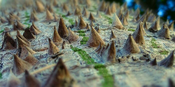 Unbelievable photos of a tree trunk with sharp, conical spikes and green moss, like another universe.