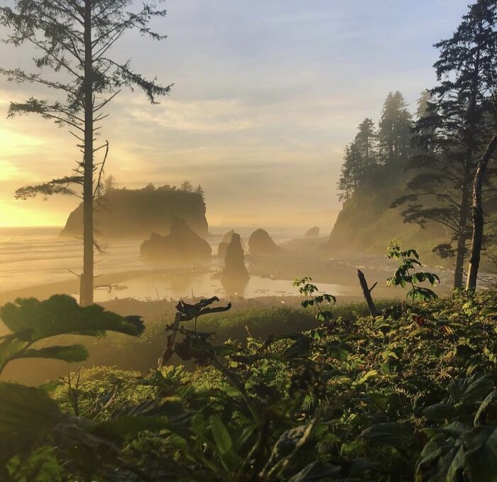 Unbelievable photos of a misty coastal landscape at sunset, with sea stacks, dense trees, and lush foreground plants.