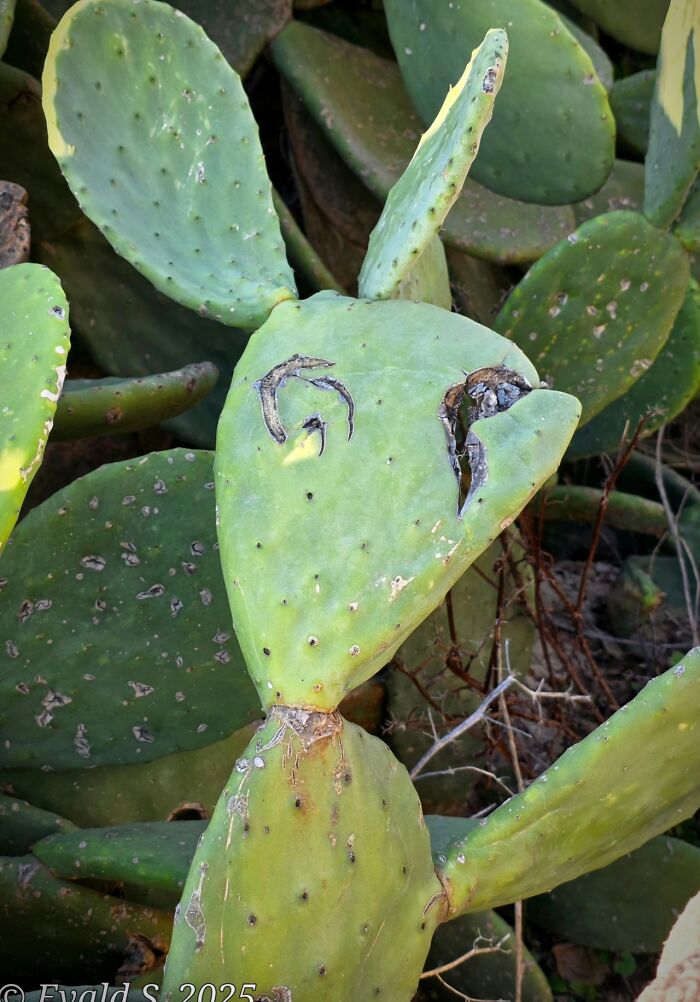 33 Times People Spotted Hidden Faces In Everyday Objects And Had To Share Them (New Pics)