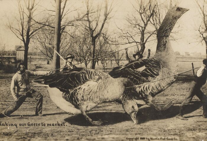 Taking Our Geese To Market, Martin Post Card Company, 1909