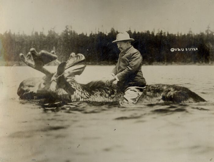 Roosevelt On A Moose, 1912