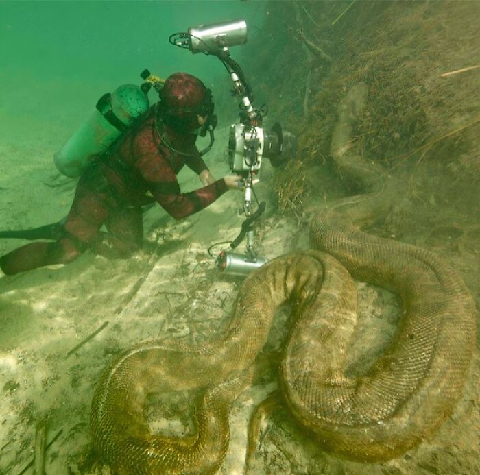 Diver filming a massive snake underwater. Uncomfortable water pics that make you feel small.