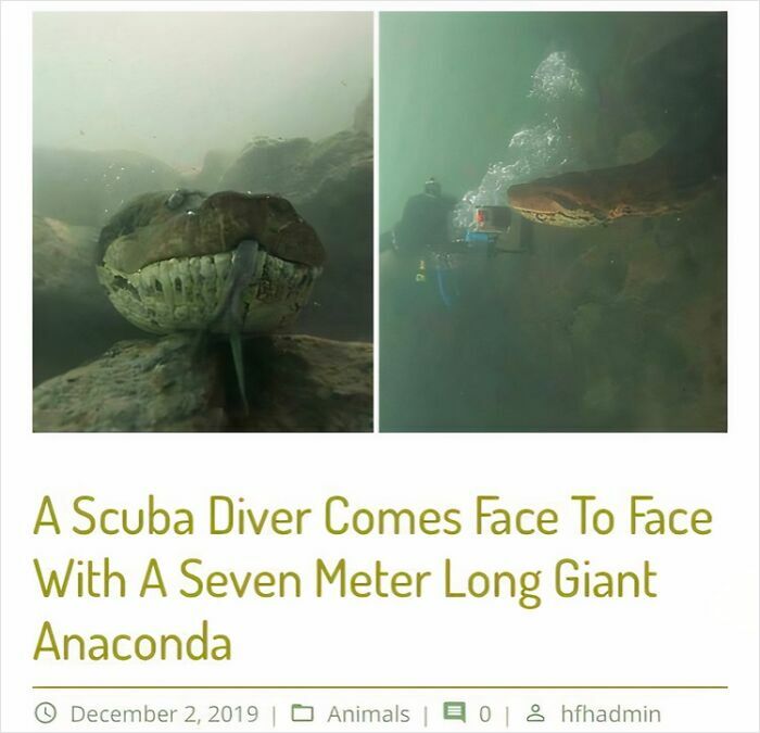 Underwater pics show a scuba diver encountering a giant anaconda, making viewers feel small with uncomfortable water pics.