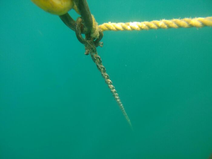 Underwater view of a boat chain and rope descending into deep, clear green water, an uncomfortable water pic.