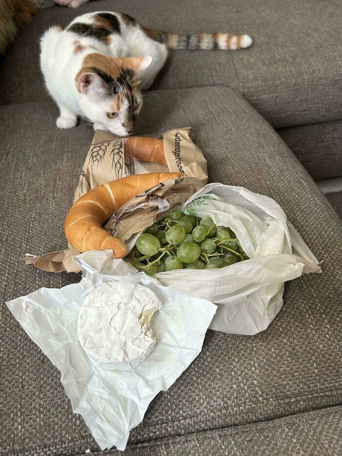 A curious cat eyes a spread of Girl Dinner items: baguette, grapes, and brie cheese on a sofa.