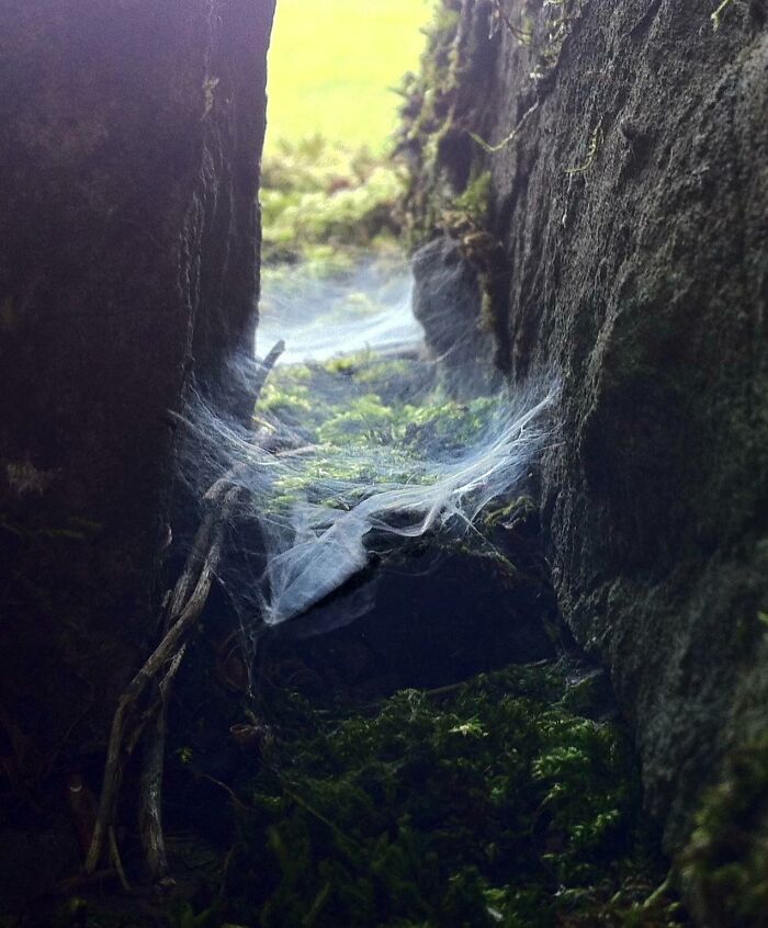 Unbelievable photos of a spiderweb stretched between two mossy rocks, creating a mysterious, otherworldly view on Earth.