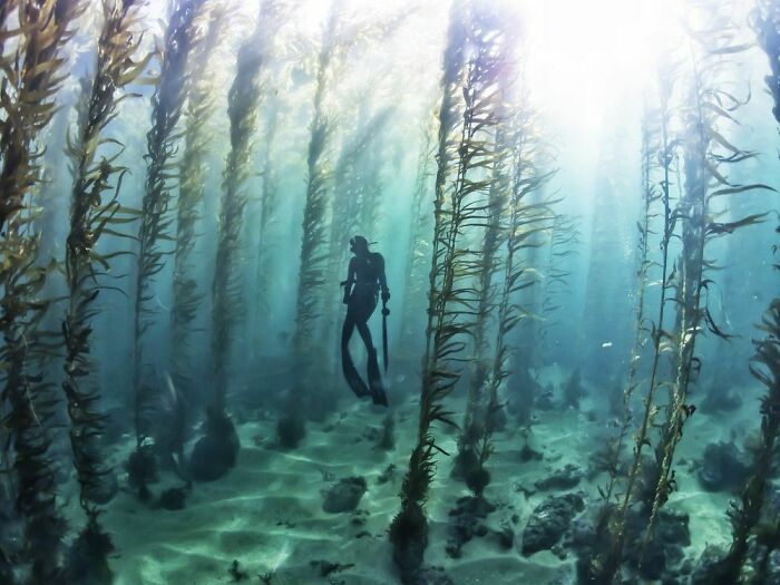 A diver feeling small, suspended in a dense kelp forest with sun rays breaking through the uncomfortable water.
