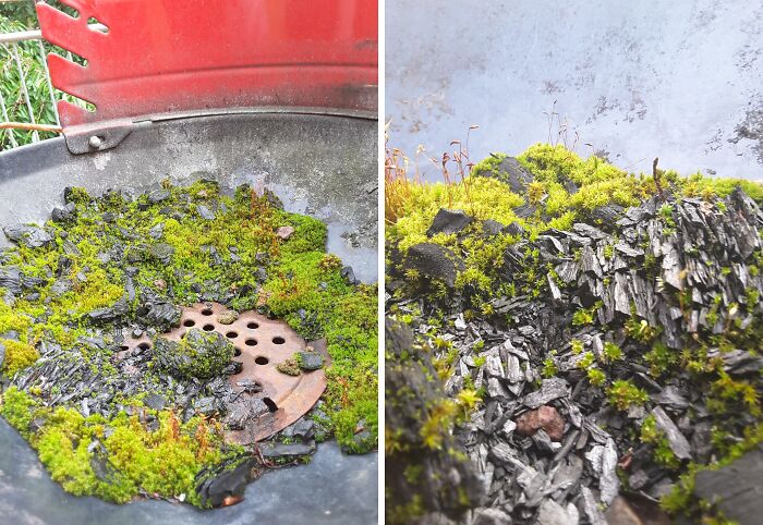 Unbelievable photos of moss growing on charcoal in an old grill, resembling a miniature alien landscape on Earth.
