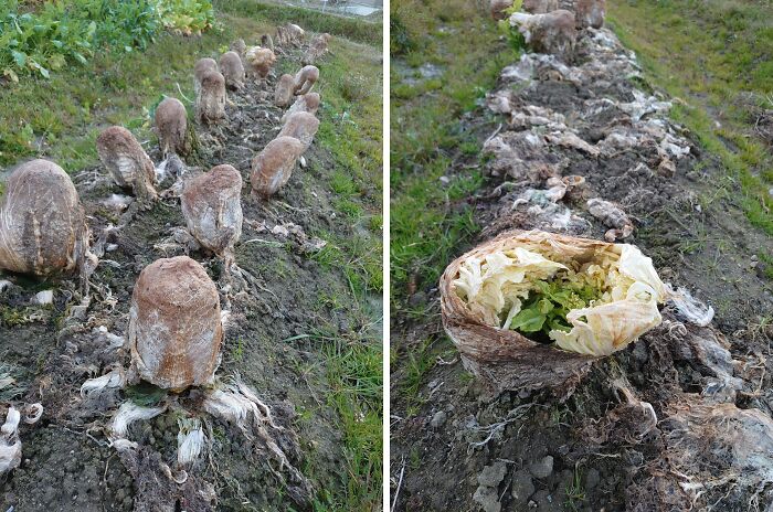 Unbelievable photos of crops partially frozen in soil, resembling alien life forms. Glimpses into another universe.