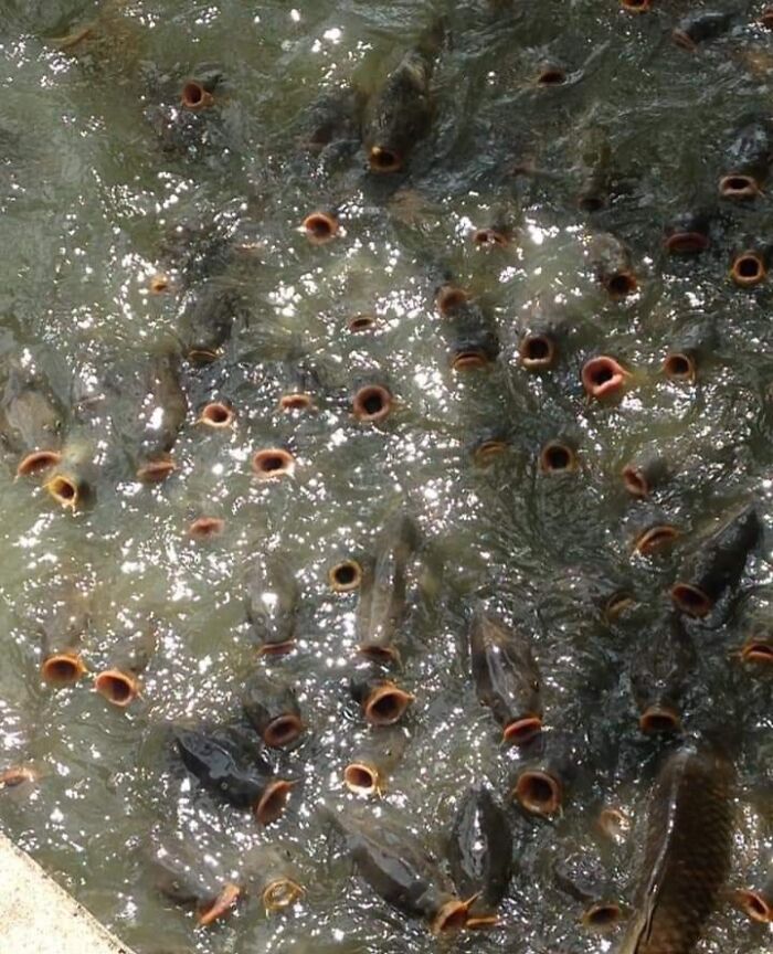 Unbelievable photos of fish with open mouths at the water surface, creating a strange, otherworldly sight on Earth.