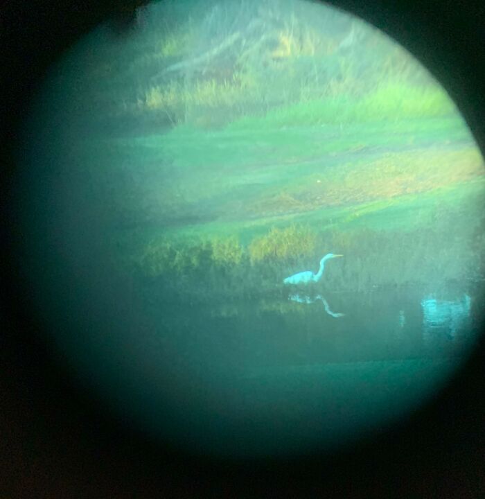A white heron standing in a tranquil green pond, viewed through a binocular lens, an unbelievable photo taken on Earth.