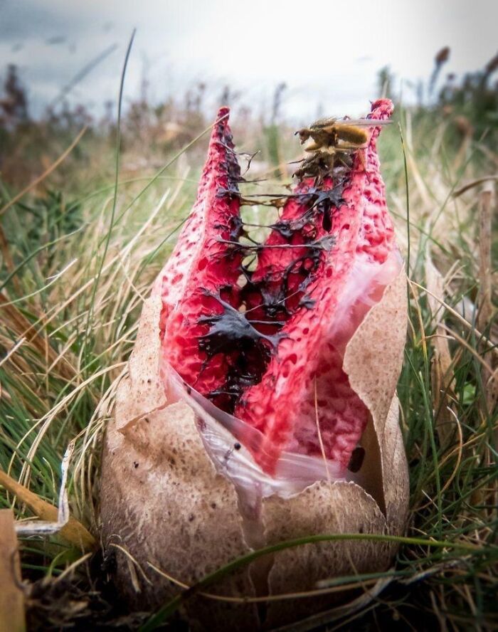An unbelievable photo of a Devil's Finger mushroom, red and gooey, with a fly on top, rising from its egg, on Earth.