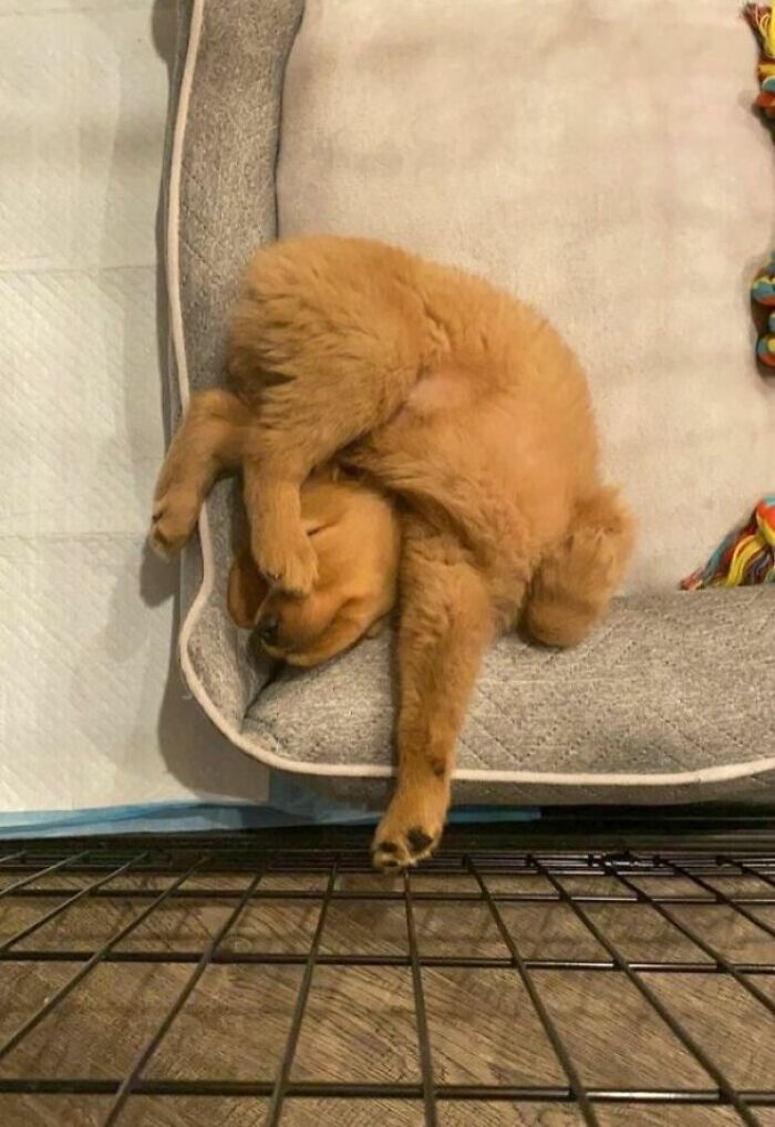Funny pet puppy in its bed, sleeping in a contorted position, proving it missed the memo on how to exist normally.