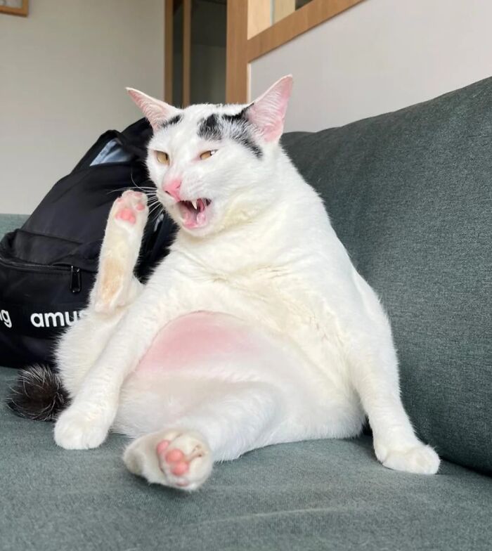 A funny pet, a white cat with black spots, sitting oddly on a couch, mouth open, paw raised.