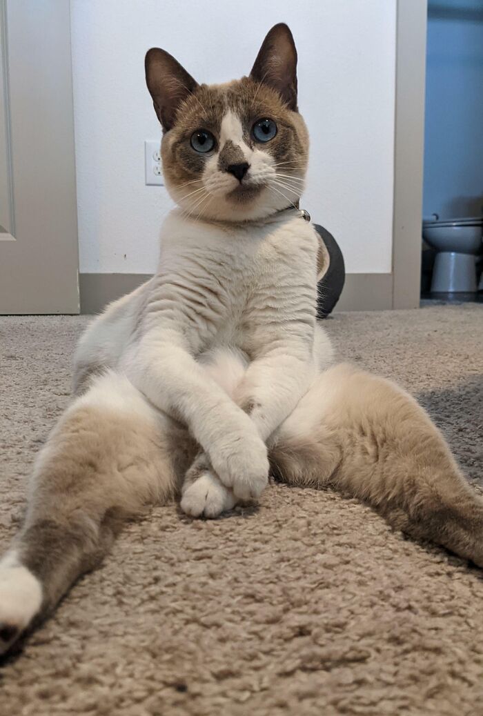 A funny pet, a Siamese cat with bright blue eyes, sits human-like on a carpet, looking at the camera.