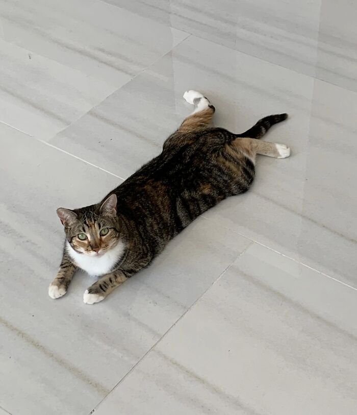 A tabby cat with white paws and chest lying oddly stretched out on a light-colored tile floor, a funny pet.