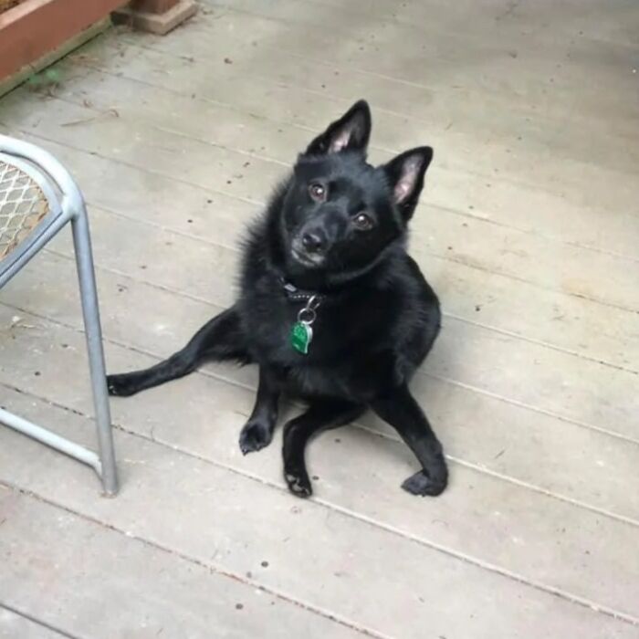 A funny pet, a black dog, sitting in an odd, contorted position on a wooden deck, looking confused.