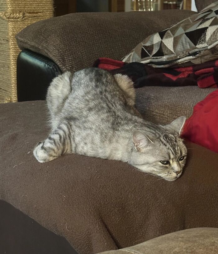 A funny pet, a gray tabby cat, sprawled flat on a brown couch cushion, looking like it's melting.