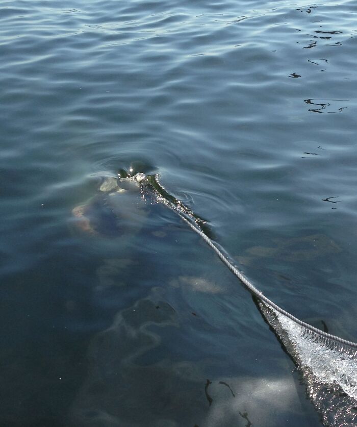 A submerged object disturbing the surface of dark, rippling water with a rope, one of the uncomfortable water pics.