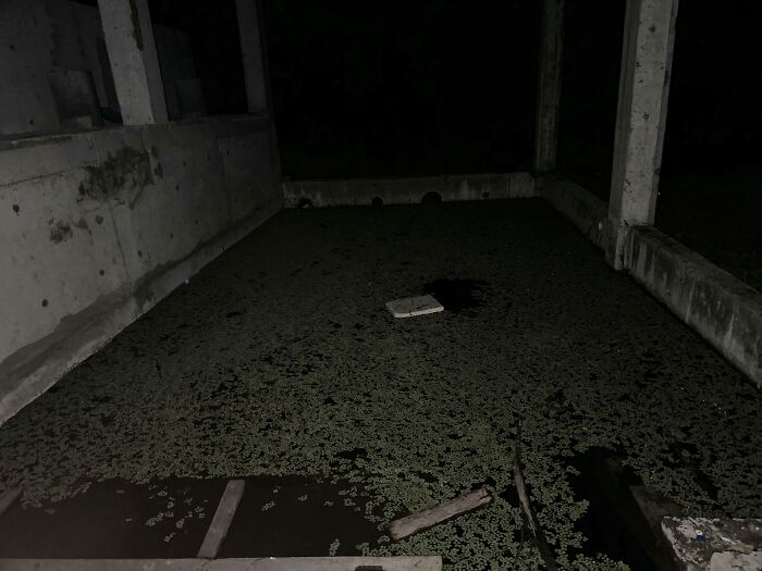 Uncomfortable water pic: a dark, enclosed concrete area filled with murky water and dense green algae.