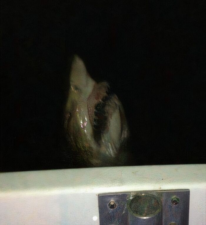 Uncomfortable water pic: a dark, unsettling glimpse of something emerging from the murky depths, making you feel small.