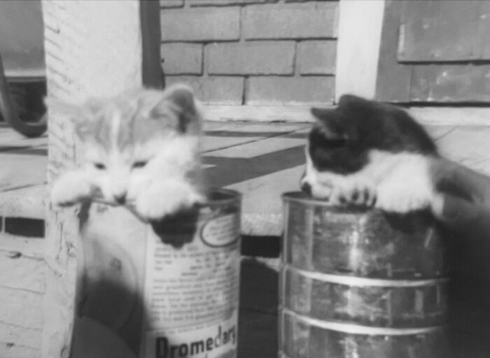 These Charming Vintage Cat Photos Are Taking Over Instagram—and People Can’t Get Enough (30 Pics)
