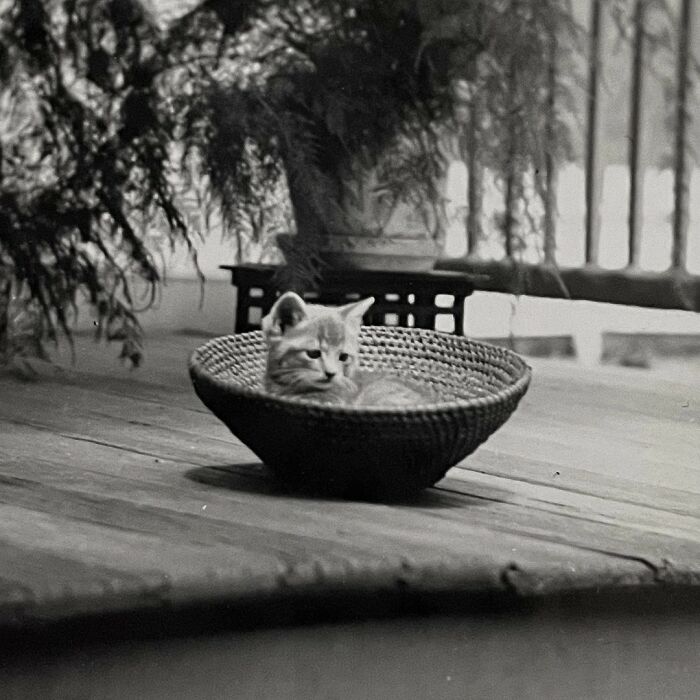 These Charming Vintage Cat Photos Are Taking Over Instagram—and People Can’t Get Enough (30 Pics)