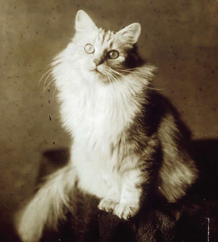 These Charming Vintage Cat Photos Are Taking Over Instagram—and People Can’t Get Enough (30 Pics)