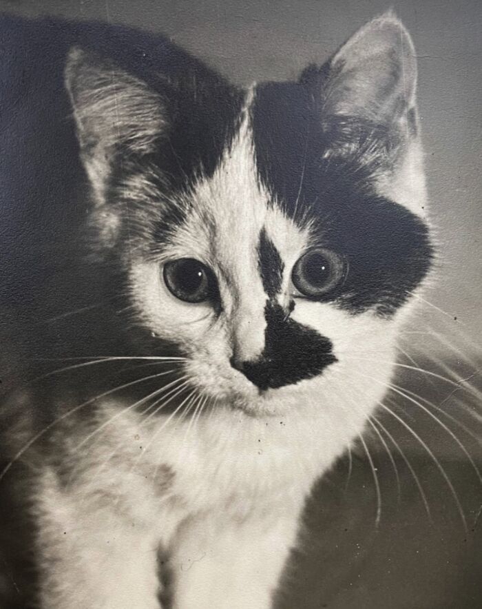 These Charming Vintage Cat Photos Are Taking Over Instagram—and People Can’t Get Enough (30 Pics)