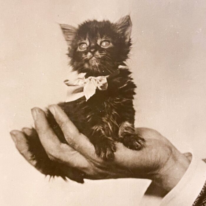 These Charming Vintage Cat Photos Are Taking Over Instagram—and People Can’t Get Enough (30 Pics)