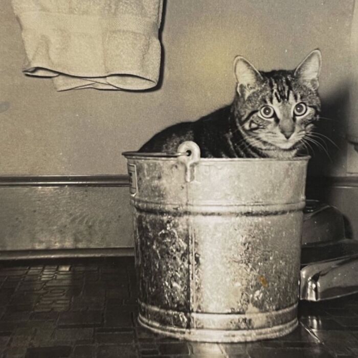 These Charming Vintage Cat Photos Are Taking Over Instagram—and People Can’t Get Enough (30 Pics)